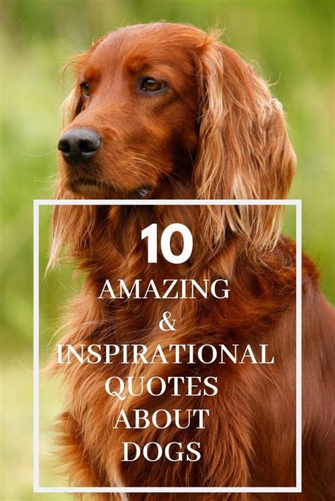Inspiring Quotes About Dogs Dog Quotes Love Dog Lover Quotes Best