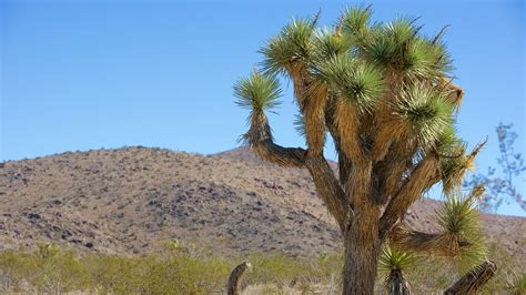 Joshua Tree National Park Vacations 2017 Package And Save Up To 603