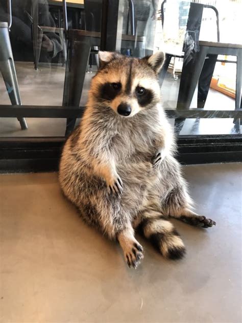 𝐵𝓁𝒶𝒸𝓀 𝒫𝒶𝓌𝓈 Pet Raccoon Cute Raccoon Cute Animals