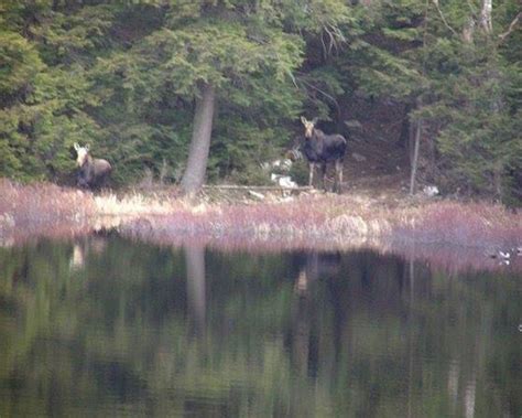 Adirondack Moose Sightings Photos Facts And Popular Areas To Spot