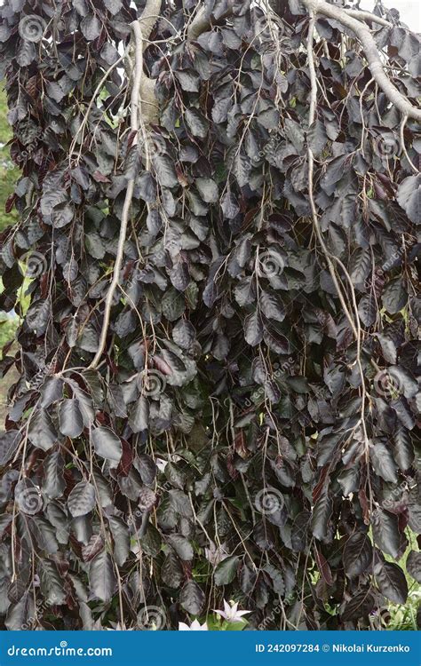 Close Up Image Of Weeping Purple European Beech Foliage Stock Photo