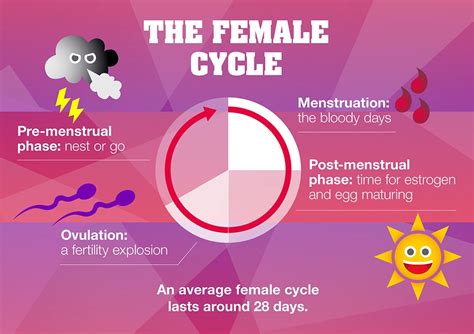 Girls Ovulation Cycle