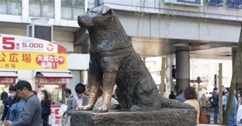 La Verdadera Historia De Hachiko El Perro Que Esperó 10 Años A Su Dueño