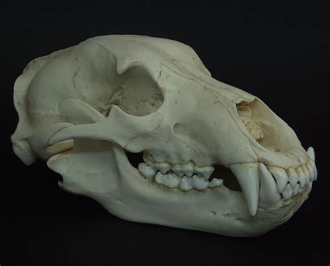 Image Result For Grizzly Bear Skull Bear Skull Grizzly Bear Skull