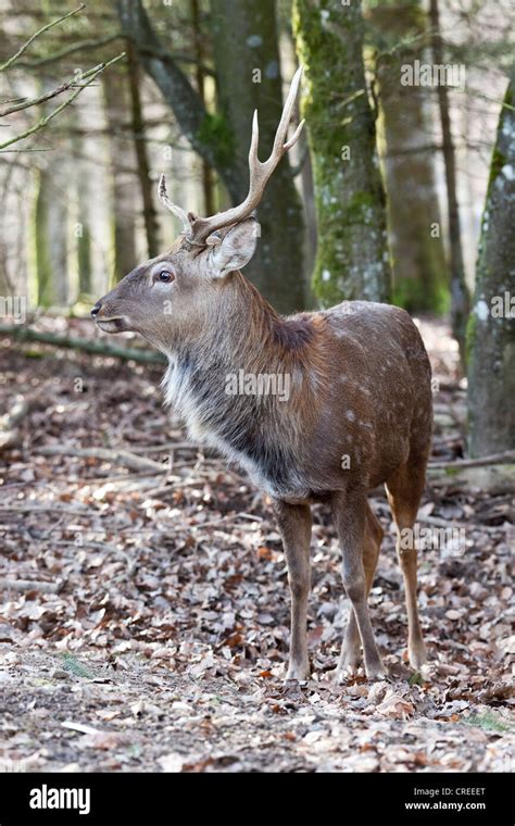 Sika Deer Cervus Nippon With Differently Grown Antlers Vulkaneifel
