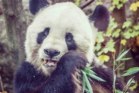 Why Giant Panda Is Endangered