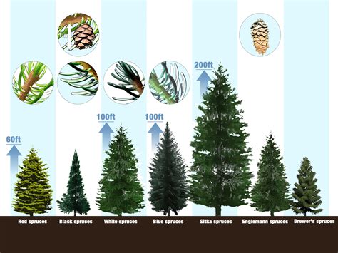 Types Of Pine Trees In Michigan ~ Madmendesigns