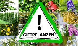 Gerade unter den frühlingsblumen sind viele arten für haustiere giftig. Giftige Pflanzen - babyclub.de
