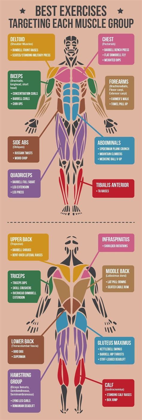 25 Best Ideas About Muscle On Pinterest Muscles Of The Body