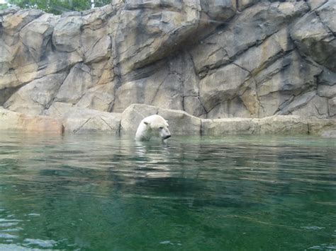 Eddies Rail Fan Page A Polar Bear Enjoys A Relaxing Swim At Chicagos