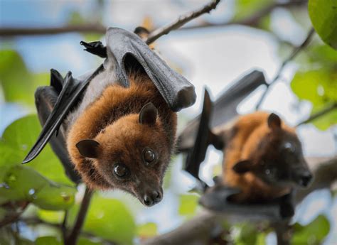 17 Incredible Facts About Bats The Better Feed