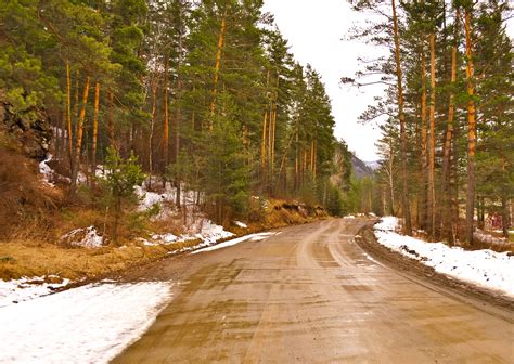 The Road In The Woods Free Stock Photo Public Domain Pictures