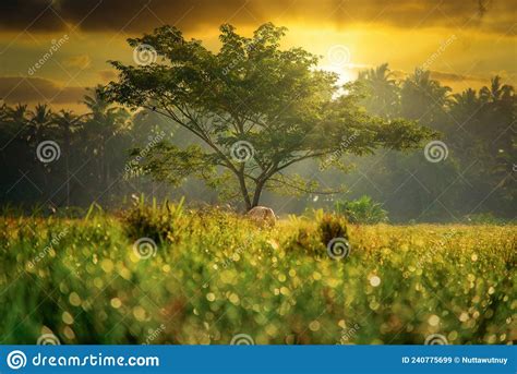 Beautiful Green Big Tree On Grass With Fog At Sunrise In The Morning
