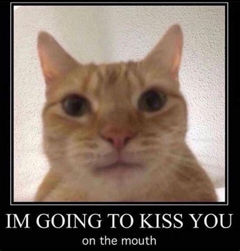Eeeww Rokbuddyretard Staring Cat Gusic Know Your Meme