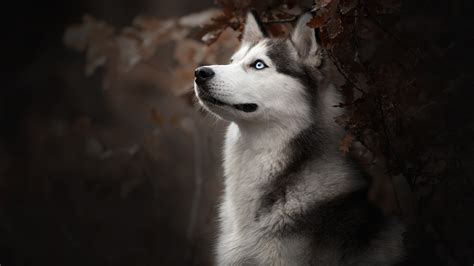 2560x1440 Siberian Husky Dog Breed 1440p Resolution Hd 4k Wallpapers