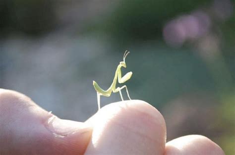 Tiny Praying Mantis Praying Mantis Bad Bugs Drop Earrings
