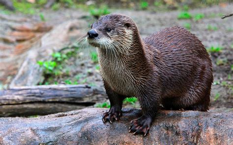 Datos Curiosos E Interesantes De La Hermosa Nutria De R O Mexicana