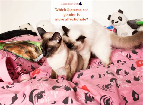 When it comes to siamese cats, they are assertive and there is hardly anything that can deter their mischievousness. What Makes Siamese Cats So Affectionate? Can they be mean ...