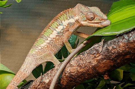 Chameleon Life Cycle Most Species Mature Relatively Quickly