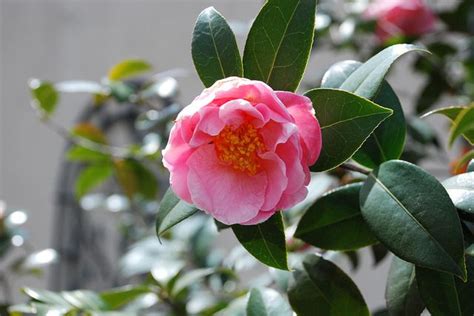 Pink Icicle Camellia Beautiful Flowers Camellia Perennial Plants