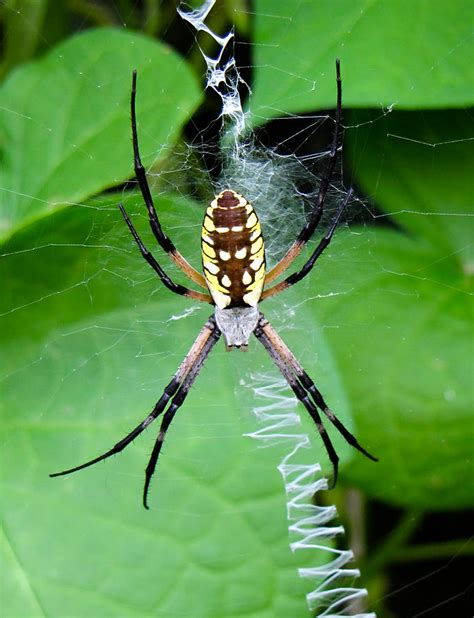 Golden Orb Weaver Spider Photograph By Tony Grider Fine Art America