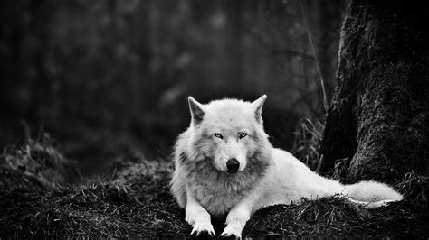 Hd wallpapers and background images. Wolf Desktop Backgrounds Pictures - Wallpaper Cave