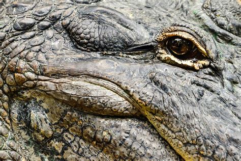 Free Photo Alligator Eye Head Wildlife Free Image On Pixabay 1073630