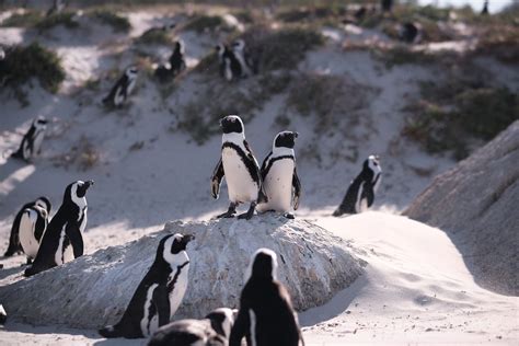 Visiting The Penguins Of Boulders Beach Cape Town Man Vs Globe
