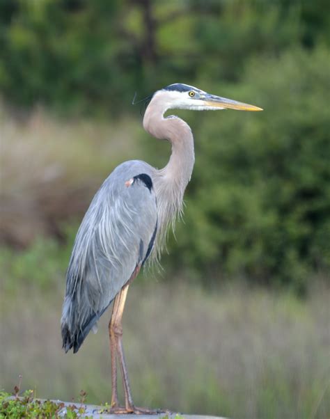 Great Blue Heron Free Stock Photo Public Domain Pictures