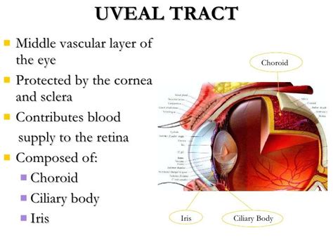Image Result For Uveal Tract The Retina School Board Vascular