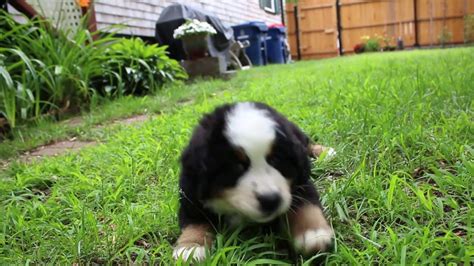 Bernese Mountain Dog Puppy Playing In The Grass Youtube