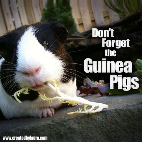 Pin On Guinea Pigs Memes
