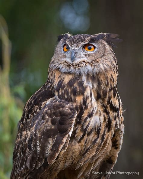 Eurasian Eagle Owl Bubo Bubo By Steve Liptrot Photography Redbubble