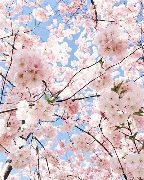 Aesthetic Spring Beautiful Flowers Pastel Nature Japan Vintage