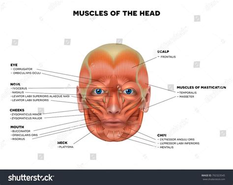 Maybe you would like to learn more about one of these? Pin by Indiana Barras xxxxx on Anatomy in 2020 | Muscles ...