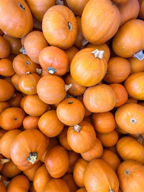 Large Piles Scattering Of Small Pumpkins And Gourds Stock Image Image