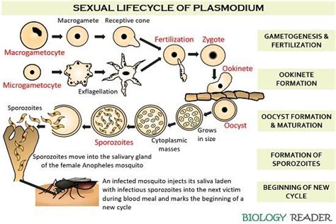 Life Cycle Of Plasmodium Species Asexual Phase Sexual Phase Video