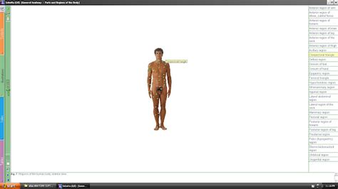 Atlas Of Human Anatomy Sobotta V Cd Rom