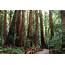 Muir Woods Announces Reopening