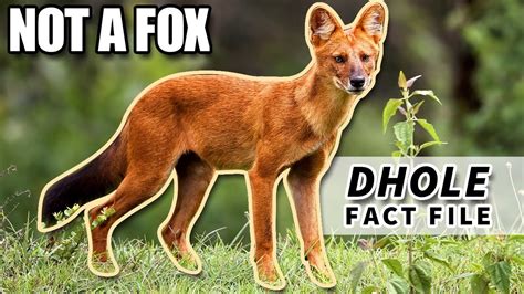 Dhole Facts The Whistling Dog Facts Animal Fact Files Youtube
