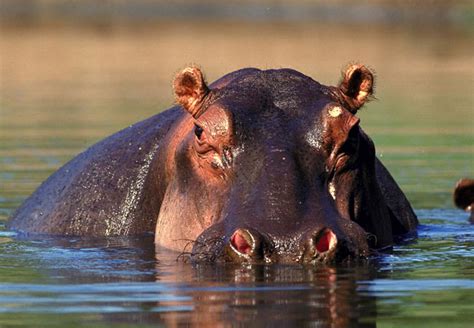 Top 15 Must See Wild Animals On Safari In Africa