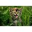 Kittens Kitten Cat Cats Baby Cute S Wallpapers HD / Desktop And 