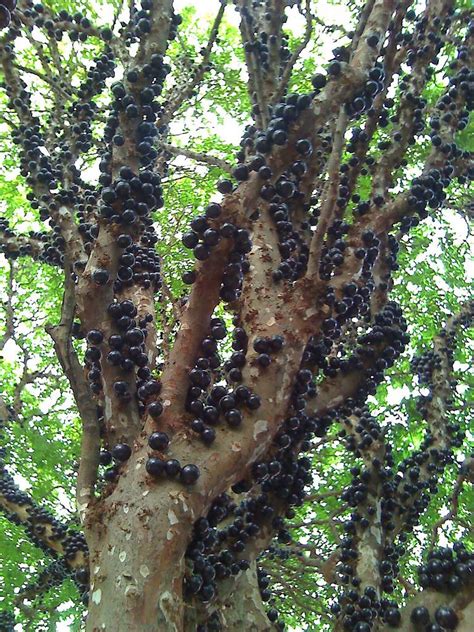 It grows its fruits on its trunks which look like tasty berries and they actually are! Jabuticaba - The Tree that Fruits on its Trunk ~ Kuriositas