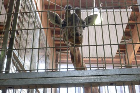 Parc zoologique de la tête d'or à lyon. Visite des coulisses du zoo de Lyon, au Parc de la Tête d ...