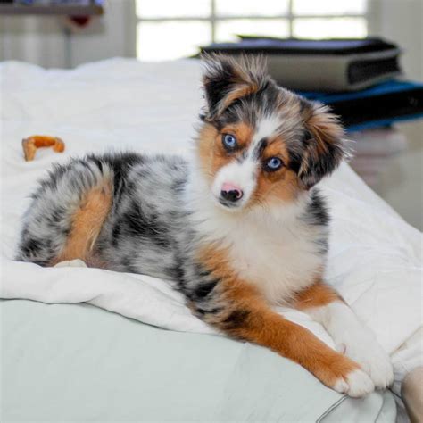 How Much Does A Toy Australian Shepherd Weigh Toywalls