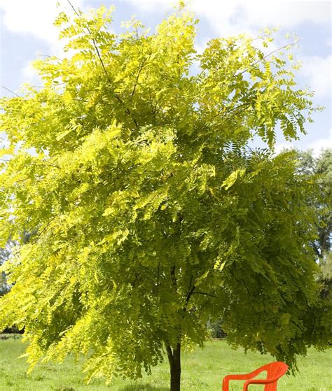 How To Grow Acacia Trees Gardenerdy