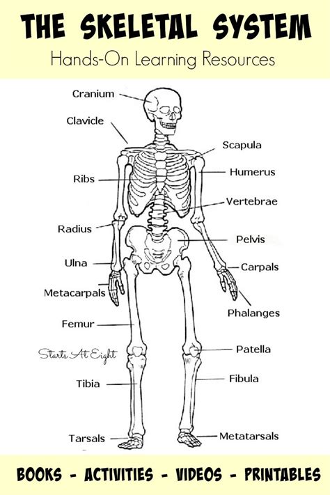 The Skeletal System Hands On Learning Resources From Starts At Eight