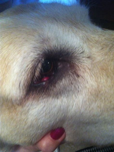 My Dog Has A Red Lumpbump On Her Inner Lower Eye Lid She Has Had Stye