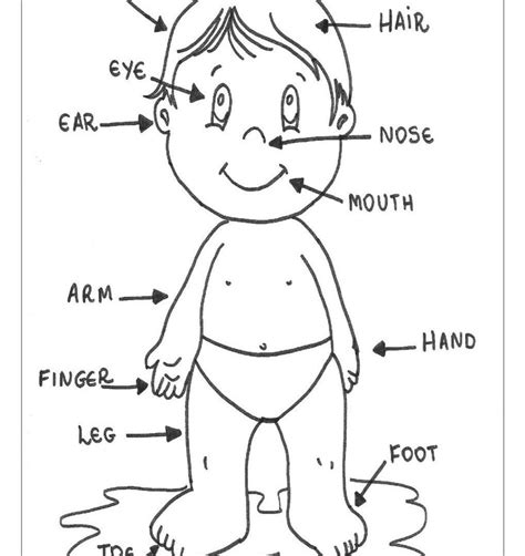 Human Body Parts Drawing