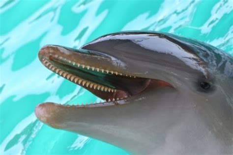 Dolphin Teeth Dolphins Swallow Fish Whole Animal Teeth Dolphins Whale